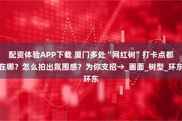 配资体验APP下载 厦门多处“网红树”打卡点都在哪？怎么拍出氛围感？为你支招→_画面_树型_环东